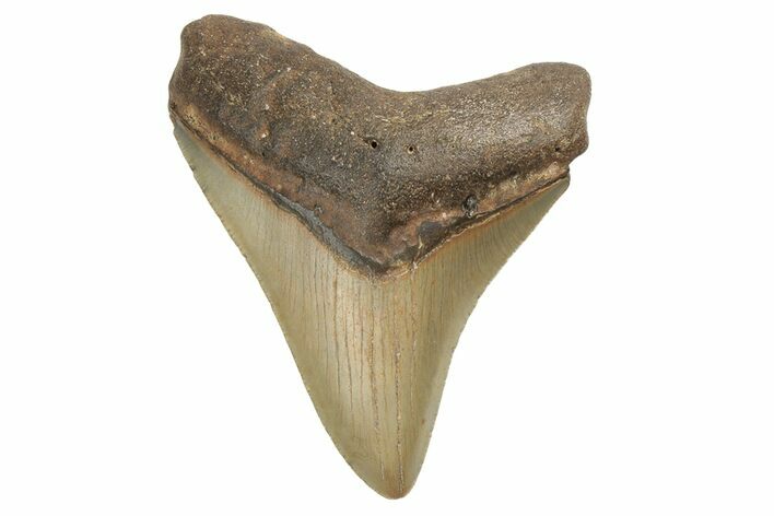 Fossil Megalodon Tooth - North Carolina #190770